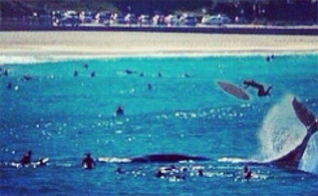 bondi-beach-whale-twitter-flipped-628